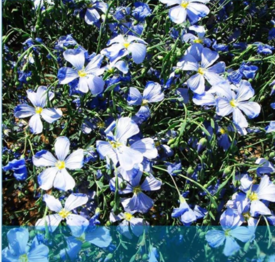 Common Flax Linum Usitatissimum Natural Plant Fiber for Home Textile Raw Materials Plant