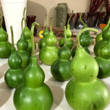 Jade Green Gourd Seeds – Well-proportioned shape, easy to grow, suitable for beginners and home gardening enthusiasts