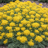 Mountain Alyssum Seeds | Fragrant Pale Yellow Flowers, Low-Maintenance Perennial Ground Cover for Courtyard & Garden Path
