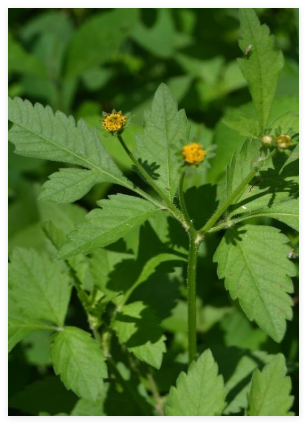 Bidens Pilosa Seeds