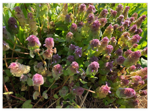 Seeds Organic Purple Dead Nettle Lamium purpureum Archangel