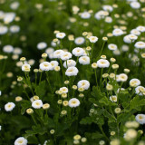 Feverfew 'Snowball' Seeds – Tanacetum parthenium, Compact White Ball-Shaped Flowers for Borders, Pots & Cut Flowers