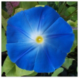 Heavenly Blue Morning Glory Seeds | Giant Blue Flowers