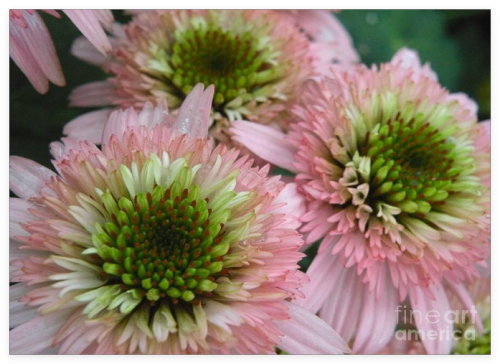 DBL Pink Green Coneflower Seeds Echinacea Perennial Flowers Seed