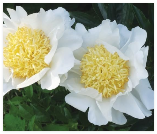 Moon of Nippon Peony Live Perennial Flower Root Bulb Plant
