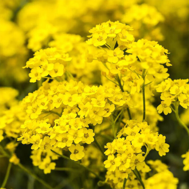 Mountain Alyssum Seeds | Fragrant Pale Yellow Flowers, Low-Maintenance Perennial Ground Cover for Courtyard & Garden Path