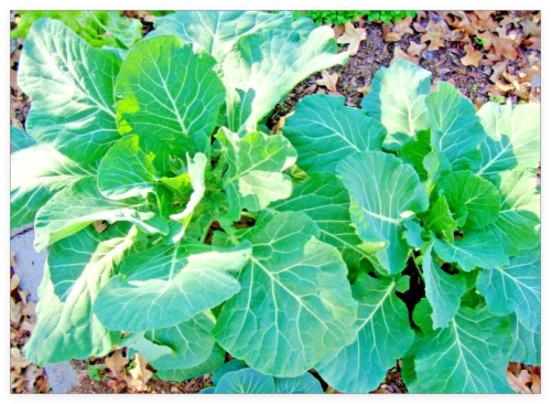 VATES Collard Greens Seeds Heat Frost Tolerant Slow Bolt Garden Container