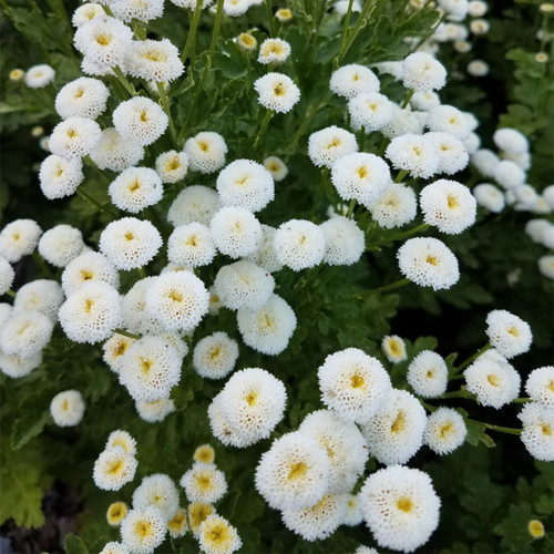 Feverfew 'Snowball' Seeds – Tanacetum parthenium, Compact White Ball-Shaped Flowers for Borders, Pots & Cut Flowers