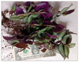 Tradescantia zebrina Roots Plants
