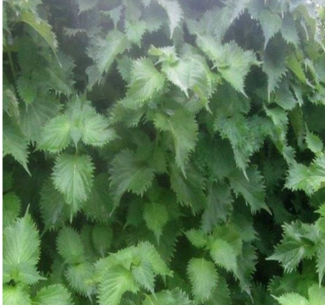 Green Shiso Seeds, OHBA AO Japanese Perilla, frutescens VAR Crispa