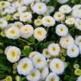 Feverfew 'Snowball' Seeds – Tanacetum parthenium, Compact White Ball-Shaped Flowers for Borders, Pots & Cut Flowers