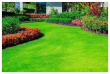 Emerald Zoysia Grass Seeds – Premium Lawn Turf Drought & Heat Tolerant