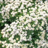 Feverfew 'Snowball' Seeds – Tanacetum parthenium, Compact White Ball-Shaped Flowers for Borders, Pots & Cut Flowers