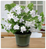 Arabian Jasmine Plant~ Jasminum sambac~Rooted Starter Plant~Extremely Fragrant