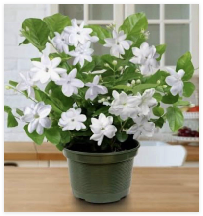 Arabian Jasmine Plant~ Jasminum sambac~Rooted Starter Plant~Extremely Fragrant