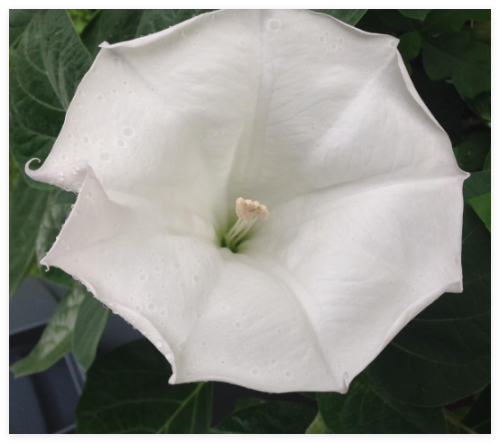 Moon Flower Seeds-Perennial-Night Bloomer-Huge White Blooms