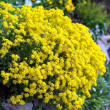 Mountain Alyssum Seeds | Fragrant Pale Yellow Flowers, Low-Maintenance Perennial Ground Cover for Courtyard & Garden Path