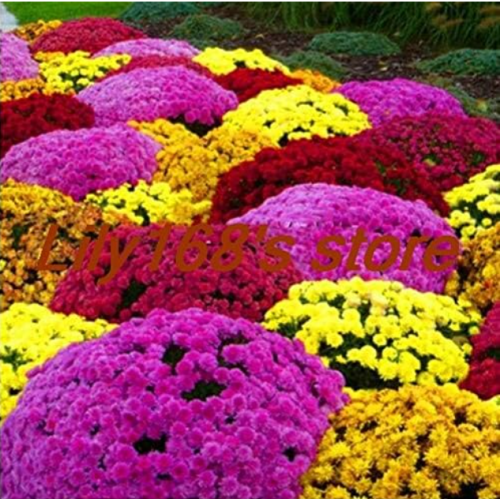 Ground Cover Chrysanthemum Seed Easy to Grow Flower Plant for Home Garden Seed Plants - (Color: A1)