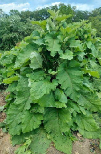 Burdock (Arctium lappa) Seeds, organically Grown