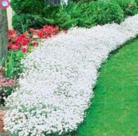 Creeping Thyme or Multi-Color Rock CRESS .Perennial Flower Ground Cover Flower Garden Decoration Plants - (Color: 4)