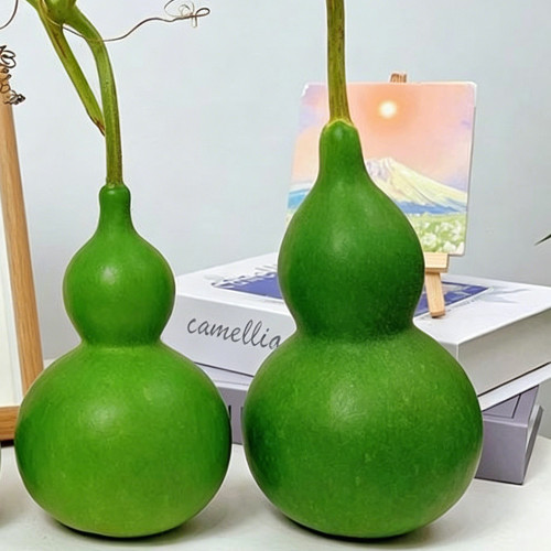 Jade Green Gourd Seeds – Well-proportioned shape, easy to grow, suitable for beginners and home gardening enthusiasts
