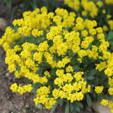 Mountain Alyssum Seeds | Fragrant Pale Yellow Flowers, Low-Maintenance Perennial Ground Cover for Courtyard & Garden Path