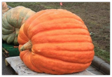Atlantic Giant Pumpkin Seeds 10 Seeds Large Pumpkins Garden Fall Decor