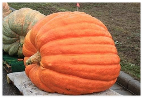 Atlantic Giant Pumpkin Seeds 10 Seeds Large Pumpkins Garden Fall Decor