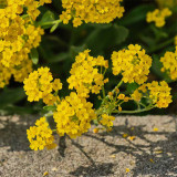 Mountain Alyssum Seeds | Fragrant Pale Yellow Flowers, Low-Maintenance Perennial Ground Cover for Courtyard & Garden Path