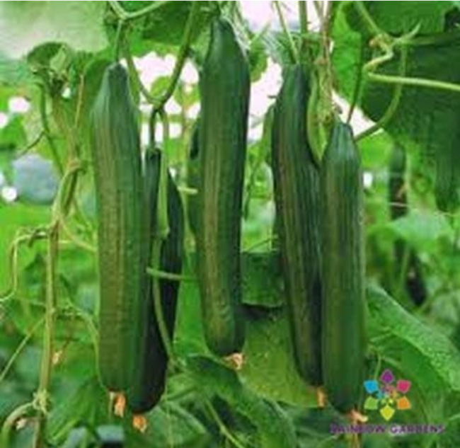 Carmen Cucumber Seeds for Garden Planting