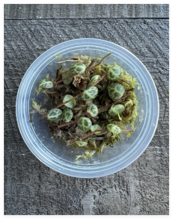 String of Turtles - Peperomia Prostrata - Seedstart Propagation Kit