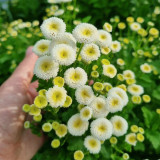 Feverfew 'Snowball' Seeds – Tanacetum parthenium, Compact White Ball-Shaped Flowers for Borders, Pots & Cut Flowers