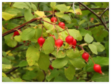 Woods Rose Seeds for Planting Rosa woodsii - Grow Wild Rose Bushes