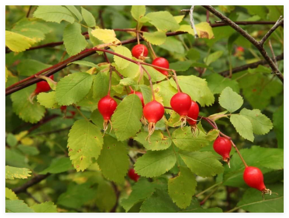 Woods Rose Seeds for Planting Rosa woodsii - Grow Wild Rose Bushes