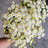 Feverfew 'Snowball' Seeds – Tanacetum parthenium, Compact White Ball-Shaped Flowers for Borders, Pots & Cut Flowers