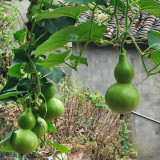 Jade Green Gourd Seeds – Well-proportioned shape, easy to grow, suitable for beginners and home gardening enthusiasts