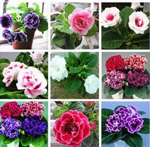 Gloxinia / Sinningia speciosa Mixed Seeds