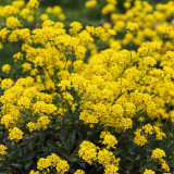 Mountain Alyssum Seeds | Fragrant Pale Yellow Flowers, Low-Maintenance Perennial Ground Cover for Courtyard & Garden Path