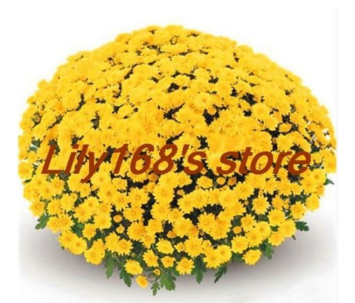 Ground Cover Chrysanthemum Seed Easy to Grow Flower Plant for Home Garden Seed Plants - (Color: A8)
