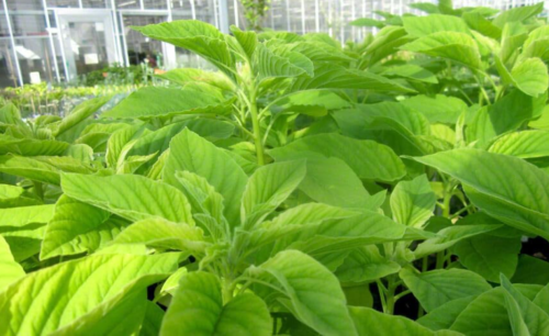 Organic Amaranth Seeds Chinese Spinach Green Yin Cho Callaloo Thotakura