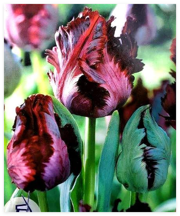 Tulip Flower Bulbs Black Parrot Tulips Bold Spring Garden Flowers Pre Chilled