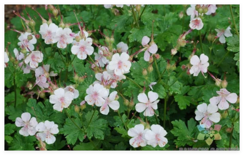 Biokovo Geranium Seeds for Garden Planting