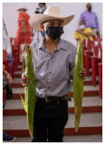 Nayarit Jala Amarillo Corn Seeds / Mexican Heirloom/Super Rare/Massive