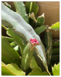 Box Self Pollinating Dragonfruit Cutting Flowering Fruiting Red and White