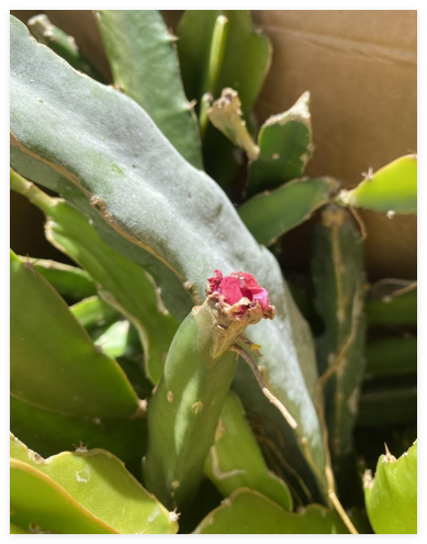 Box Self Pollinating Dragonfruit Cutting Flowering Fruiting Red and White
