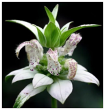 Beebalm, Spotted BEE Balm Seeds Rare Perennial White Flower
