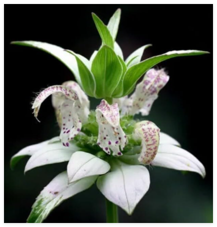 Beebalm, Spotted BEE Balm Seeds Rare Perennial White Flower