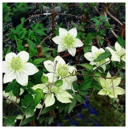 Exotic Clematis Seed Flower Blooming Clematis Vines Plant Indoor & Outdoor Pot Plant for Home Garden Decor - (Color: 21)