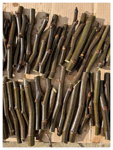 Hardy fig Seed Cutting