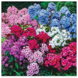 Tall Mix Phlox Seeds for Garden Planting
